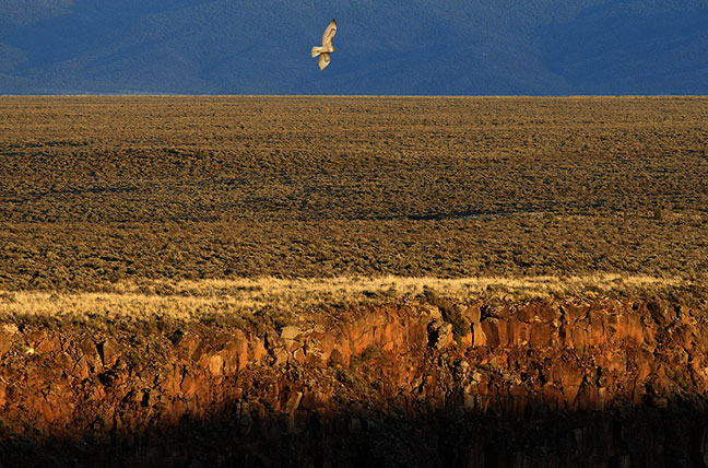 Hawk cruising the Rio Grande Gorge rim Taos, New Mexico
