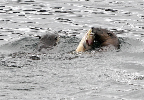 Otters with cutthroat trout, Yellowstone Lake