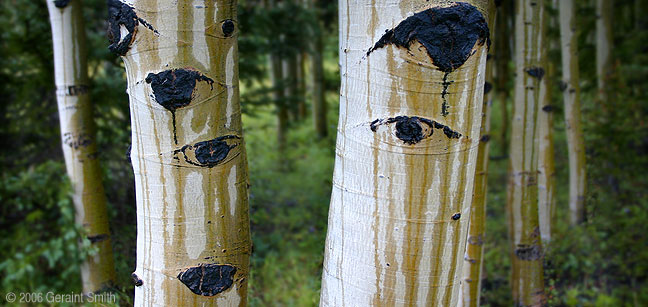Aspen eyes in the woods, New Mexico