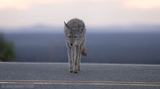 Coyote visits
