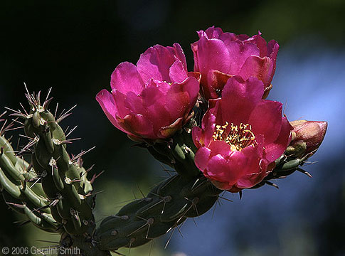 Cholla cactus blooms in Pilar, New Mexico