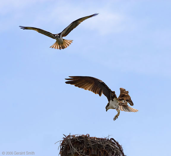 Osprey on a nesting platform south of Chama, New Mexico