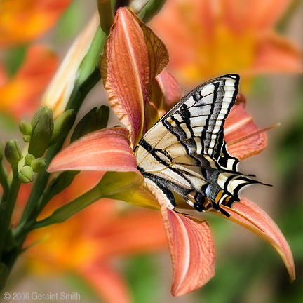 Butterfly Lily Taos New Mexico