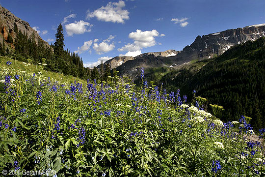 Wild flowers in Yankee Boy basin near the historic town of Ouray, Colorado