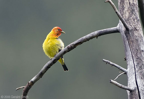 Western Tanager in Taos Ski Valley