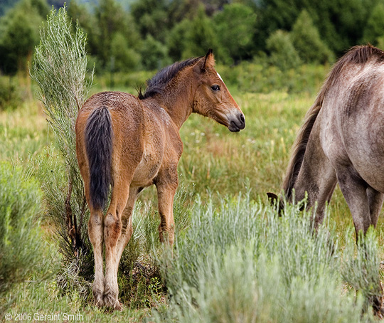 Young colt at Taos Pueblo