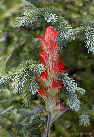 Indian paintbrush cradled by a young pine on the slopes in Taos Ski Valley