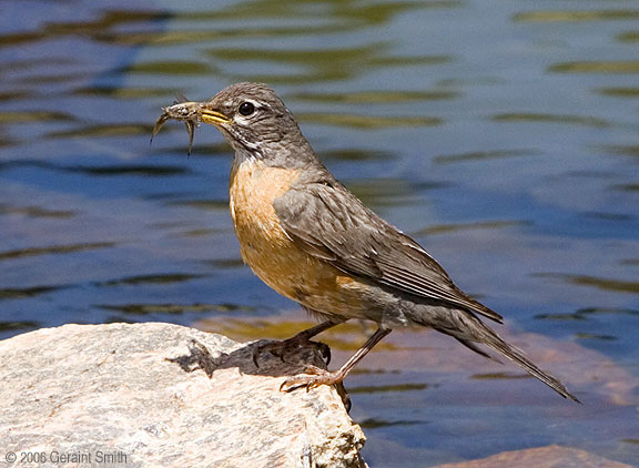 A robin catching water bugs at Williams Lake, in the Wheeler Peak Wilderness