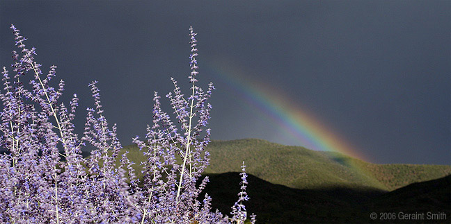 Russian sage and a rainbow over the Sangre de Cristo foothills