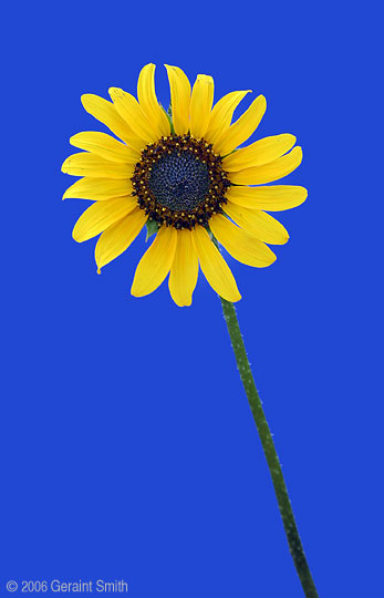 Sunflower of August