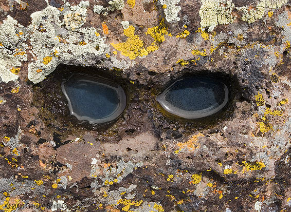 Foster Grants in rock ... or a creature from Star Wars? I found these puddles staring up at me on the rim of the Rio Grande Gorge, west of Taos, New Mexico