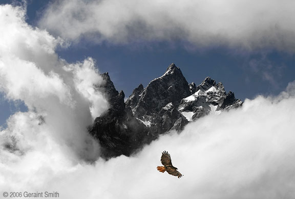 Red Tailed Hawk, Grand Tetons National Park, Wyoming