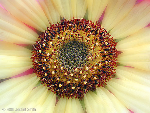 Late summer sunflower