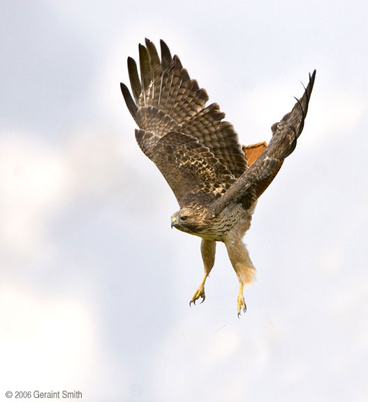 Redtailed Hawk