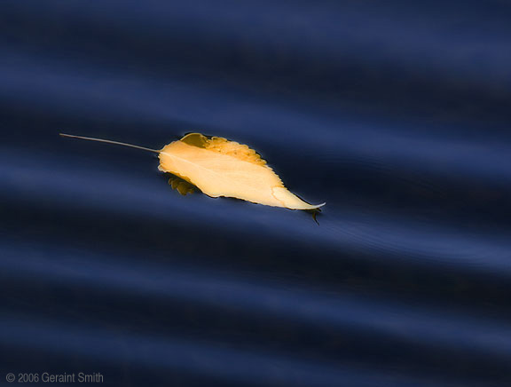 A leaf carried gracefully along by ripples made by the wind on a Taos pond