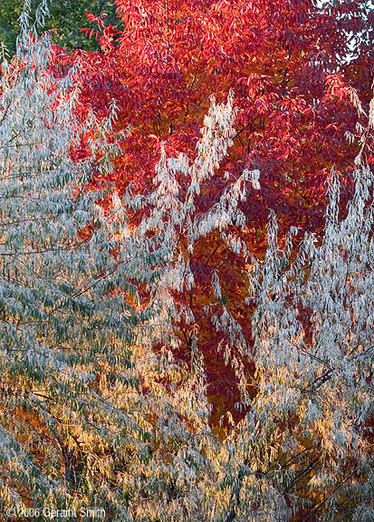 More fall colors in Taos, NM