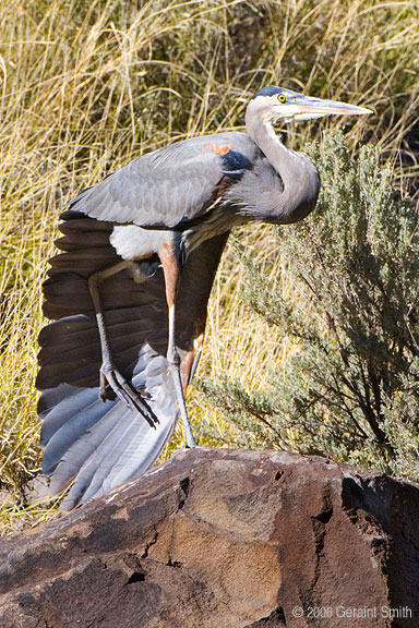 I went back to visit the Great Blue Heron in Orilla Verde and captured images of this beautiful display