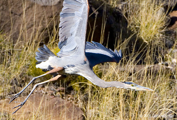 I went back to visit the Great Blue Heron in Orilla Verde and captured images of this beautiful display