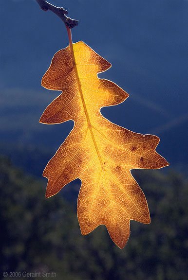 Oak leaf on the trail in Taos Canyon