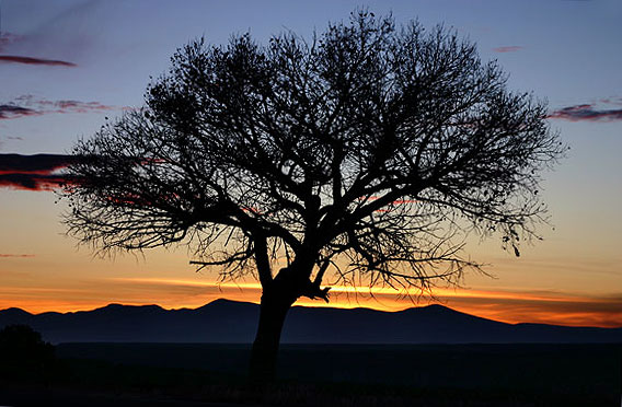 Sunset and the tree at the horse shoe south of Taos with a back drop of the Jemez Mountains