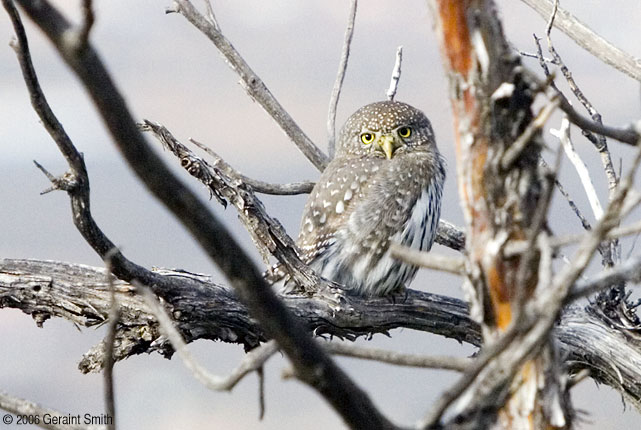 Northern Pygmy Owl on the trail yesterday in Taos Canyon
