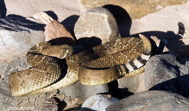 Diamond Back Rattlesnake (also known as a 'coontail' rattler)