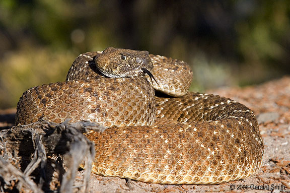 Diamond Back Rattlesnake (also known as a 'coontail' rattler)