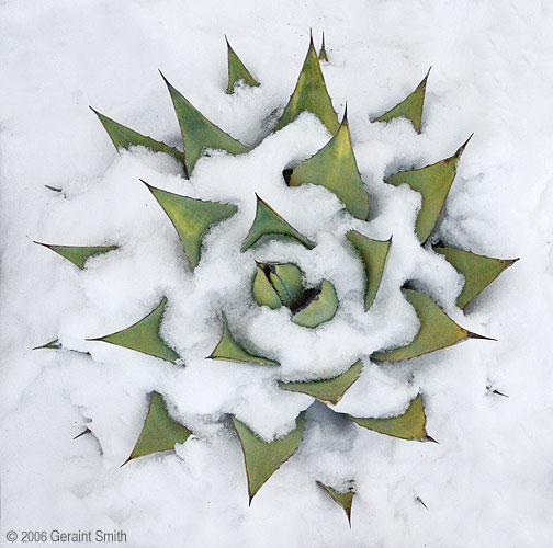 Southwest Rosette, Agave and Snow