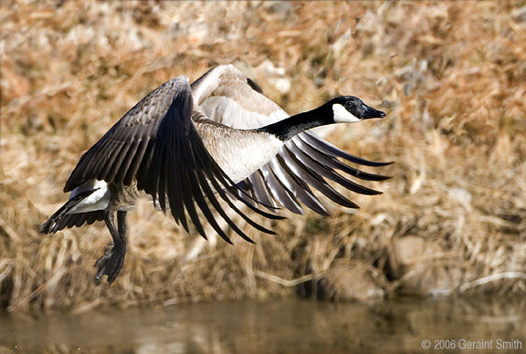 Canada Goose in Orilla Verde State Recreation Area on the Rio Grande in Pilar, NM