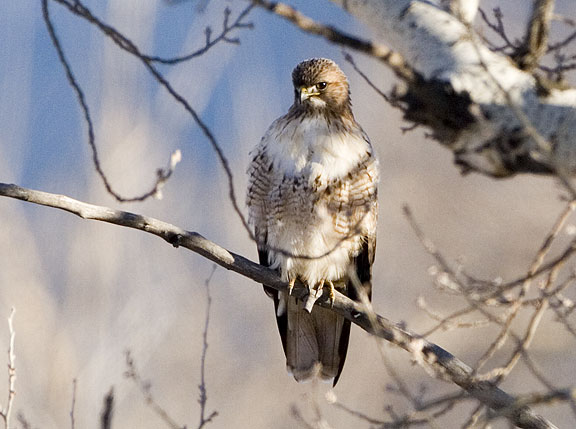 Red-tailed Hawk along Hwy 64, yesterday evening in El Prado, Taos.