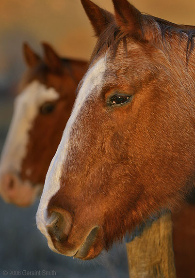 'Horse Light', Two of the friendliest and my favorite horses in Taos