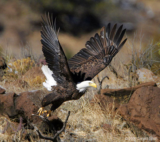 Bald eagle, yesterday on the Rio Grande