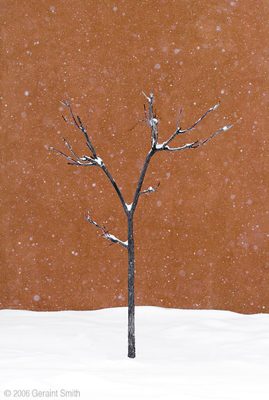 Simple Elegance in the Snow, a tree in Taos New Mexico