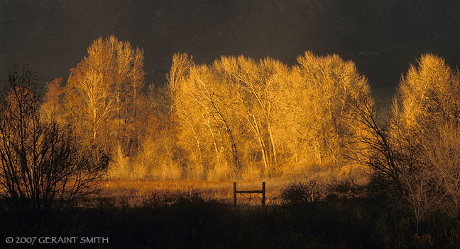 Evening light on winter cottonwood trees, Taos, New Mexico