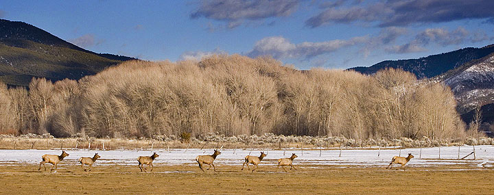 Some of the heard of elk on the north side of Taos this week