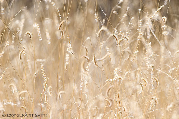 Grasses on the trail in Taos Canyon
