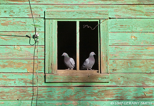 Pigeons in Mora, NM