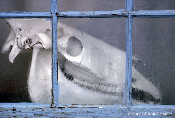Laughing Horse, in a window in Talpa, New Mexico