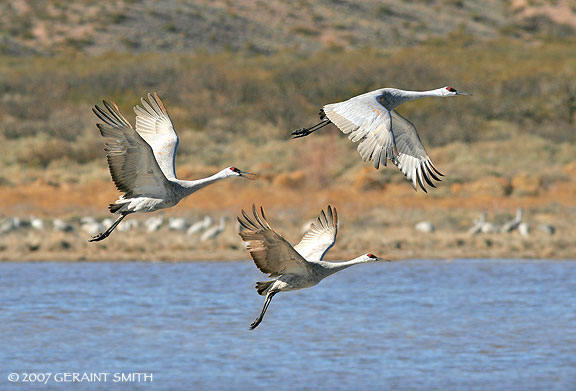 Three Sandhill cranes lift off at the Bosque del Apache, Socorro, NM