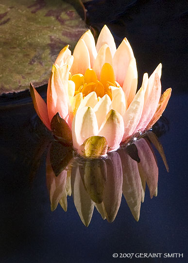 Water Lily at Overland Ranch