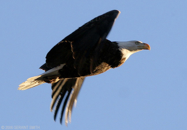 Bald Eagle in flight over the Rio Grande in Taos NM