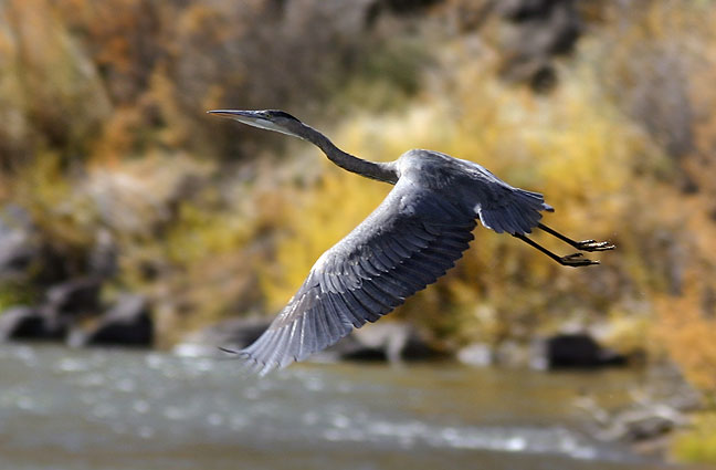 Great Blue Heron at the Orilla Verde Recreation Area on the Rio Grande, Pilar, New Mexico.