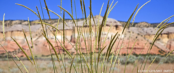 Grasses along the road in Abiquiu New Mexico