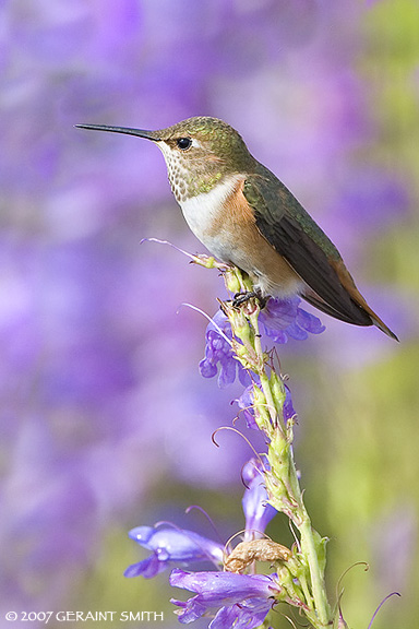 Hummingbird in a meadow of wildflowers in Angel Fire, NM