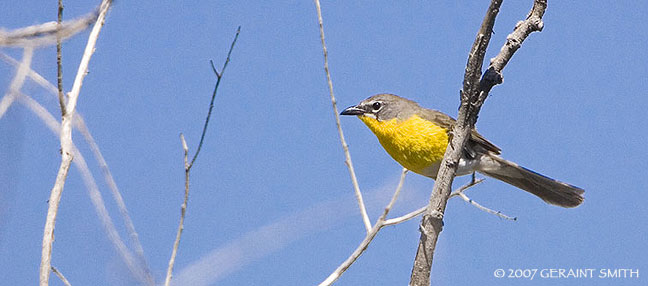 Yellow breasted chat (of the warbler family)