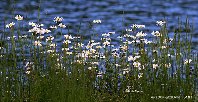 Lake daisies, Colorado