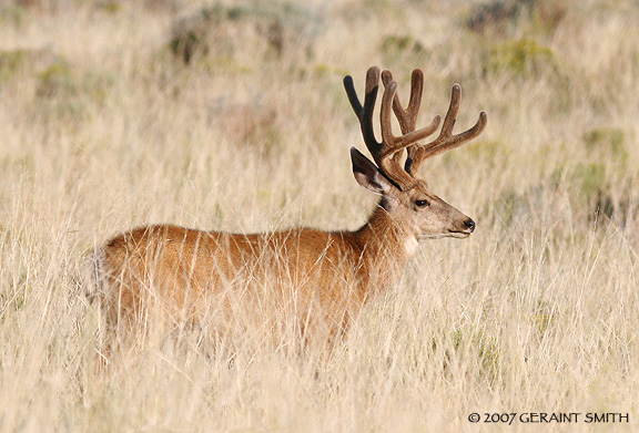 Mule deer in the Great Sand Dunes National Park and Preserve, Colorado