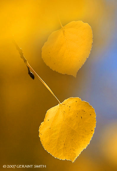 Fall gold, aspen leaves, national forest