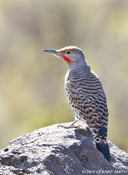 Northern Flicker resident of New Mexico 