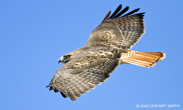 Red Tailed Hawk in Taos Canyon